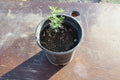 Desert Ironwood Tree - Well Rooted Olneya Tesota Bonsai - Unique Drought-Tolerant Plant for Home or Garden Decor