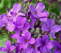 Dame's Rocket Flower Seeds - 500+ Purple Biennial Seeds for Garden, Attracts Bees, Hesperis matronalis