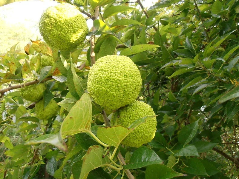 Osage Orange Tree Seeds - 50 Fresh Bois D'Arc Seeds - Maclura pomifera - Deciduous Tree for Landscaping & Wildlife