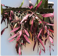 Fresh Cut Pseudorhipsalis Rhipsalis Ramulosa Red - Unique Tropical Succulent Clippings for Home Decor or Plant Collections
