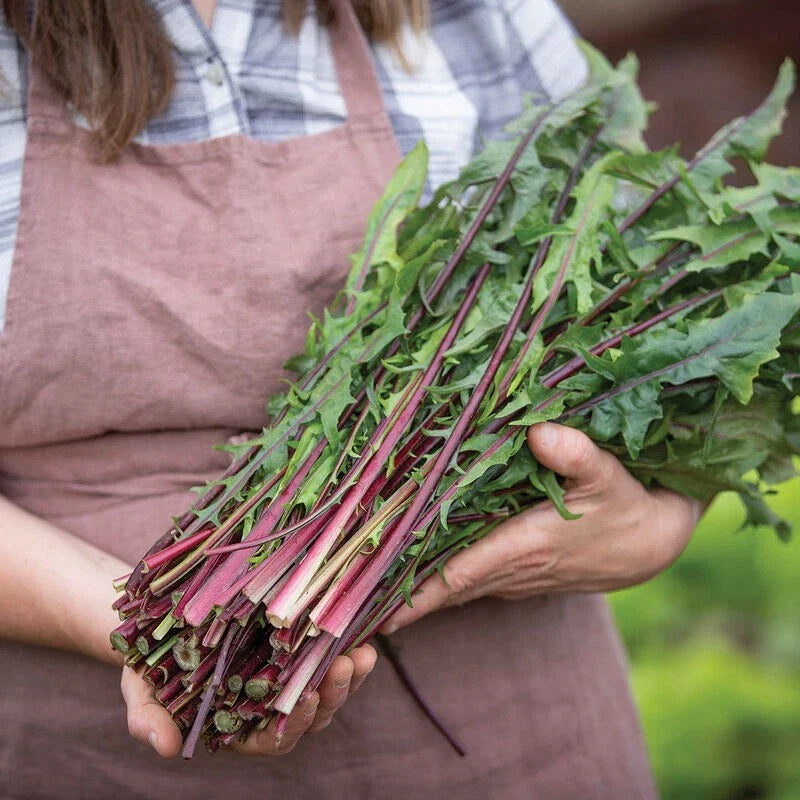 500 Non-GMO Heirloom Red Stem Endive Seeds - Italian Dandelion (Chicory) - Organic Vegetable Seeds for Home Gardening