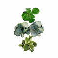 Plectranthus Swedish Ivy Assorted Rooted Starter House Plants - Easy Care Indoor Plants for Home and Office