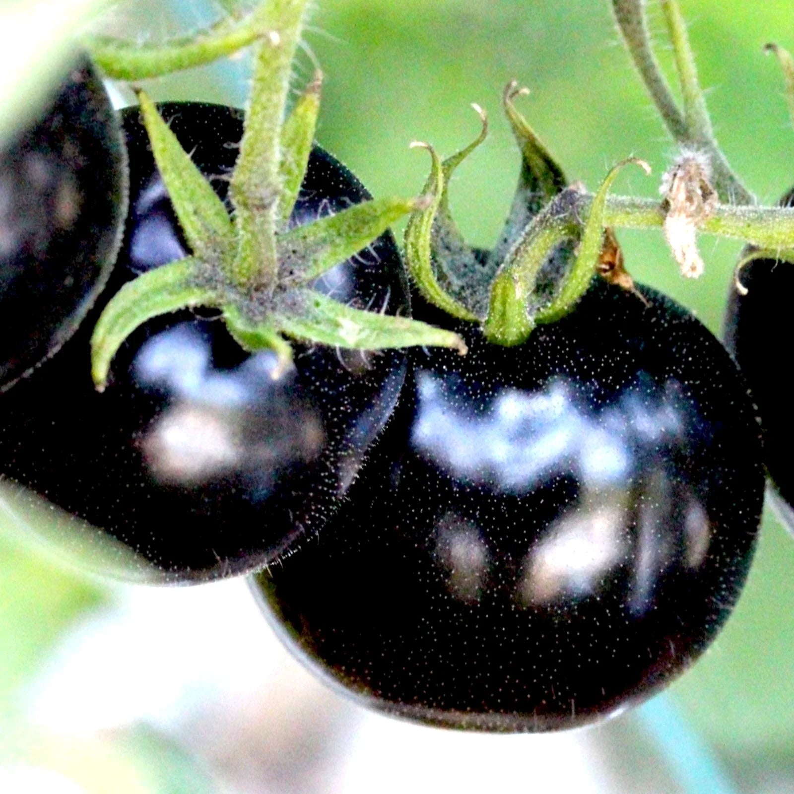 European Black Cherry Tomato Seeds - 75+ Heirloom, Non-GMO, Sweet & Tasty, Rare Variety - Perfect for Gardeners