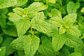 Lemon Balm Seeds - Melissa officinalis - Easy-to-Grow Aromatic Culinary Herb