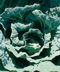 Collard Seed - Morris Heading Variety - Fresh Non-GMO Seeds for Planting - Brassica oleracea