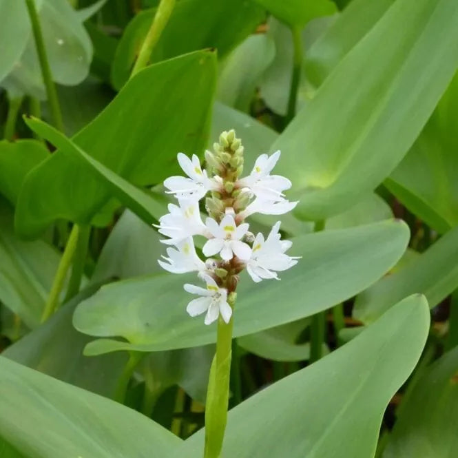 2" White Pickerel Rush Plants - Aquatic Perennial - Pontederia cordata - 6-8" Tall with Established Roots for Pond/Bog Gardens