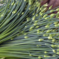 Chinese Garlic Chives Seeds - 500+ Count - Dah Yeh Broad Leaf - Allium tuberosum for 2025 Planting