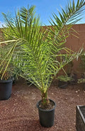 Canary Island Date Palm Tree 52+ inches Phoenix Canariensis 10+ Years Tropical Indoor Outdoor Plant