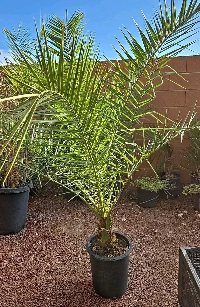 Canary Island Date Palm Tree 52+ inches Phoenix Canariensis 10+ Years Tropical Indoor Outdoor Plant