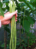 Long Bean Seeds - Asian Heirloom, NON-GMO, 120+ Seeds, Vigna unguiculata subsp. sesquipedalis, Climbing Vine, Fresh Pack