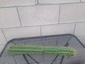 Cereus Peru Cactus Cutting 21cm, Unique Columnar Variety, Drought-Resistant Succulent, Cereus peruvianus
