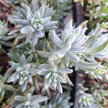 Sedum Blue Spruce Cuttings - 10 Trailing Ground Cover Succulents - Drought Tolerant, Cold Hardy, Crassulaceae, Perfect for Garden or Indoor