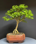 Bonsai Tree 9" Kingsville Boxwood Potted in Chinese Glazed Pot - Indoor Decorative Plant, Buxus microphylla var. japonica