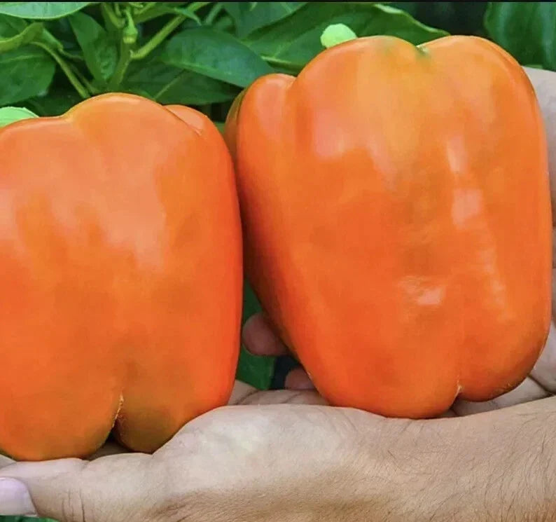 Orange King Bell Pepper Seeds - Organic Non-GMO Heirloom Capsicum annuum, Sweet, Vibrant Orange, 120+ Seeds for Home Garden