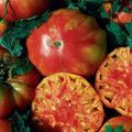Heirloom Hillbilly Tomato Seeds – Organic Non-GMO Solanum lycopersicum, Vibrant Yellow-Orange, 30+ Seeds