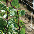 Red Stem Malabar Spinach Seeds - Non-GMO, Basella alba "rubra" - Vibrant Red Stems, Fast Germination, Easy to Grow, 75 Seeds