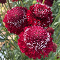 Scabiosa Seeds Raspberry Red Pincushion Flower, Scabiosa atropurpurea, Perennial for Garden, Butterfly Attracting, 40 Count