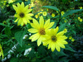 Lemon Queen Sunflower Seeds - 80 Pack, Bright Yellow Blooms, Helianthus annuus, Non-GMO, Attracts Pollinators, Garden Planting