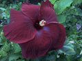 Rare Hibiscus Cuttings - Black Baron - 3 Fresh Unrooted Cuttings - Hibiscus acetosella