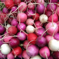 Easter Egg Radish Seeds | Heirloom Non-GMO Vegetable Garden Seeds | Raphanus sativus | Colorful Radish Mix for Salad & Garnish