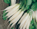 White Icicle Radish Seeds - Organic Heirloom NON-GMO Raphanus sativus, 100+ Premium Seeds for Home Garden, Fast-Growing, Crisp Radishes