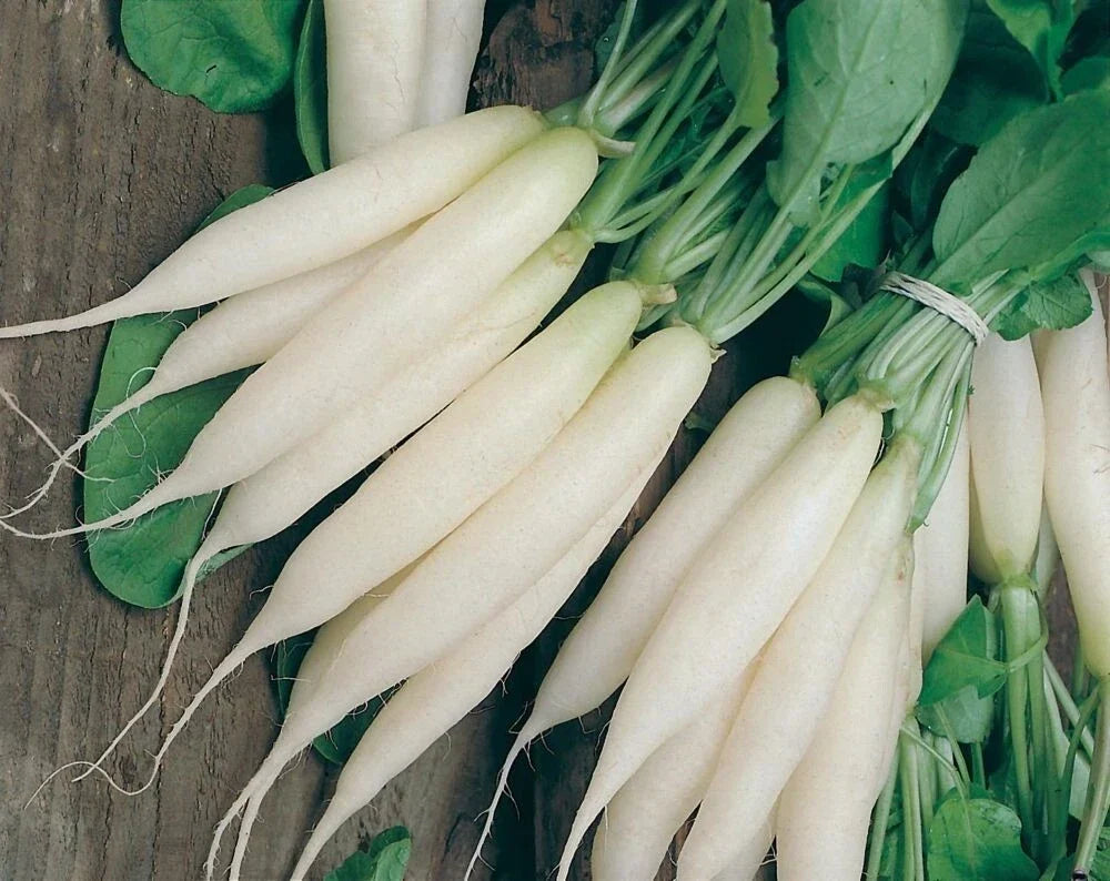 White Icicle Radish Seeds - Organic Heirloom NON-GMO Raphanus sativus, 100+ Premium Seeds for Home Garden, Fast-Growing, Crisp Radishes