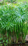 Umbrella Palm 'Baby Tut' Live Plant - 6" Aquatic Marginal Starter - Cyperus gracilis Water Garden Plant