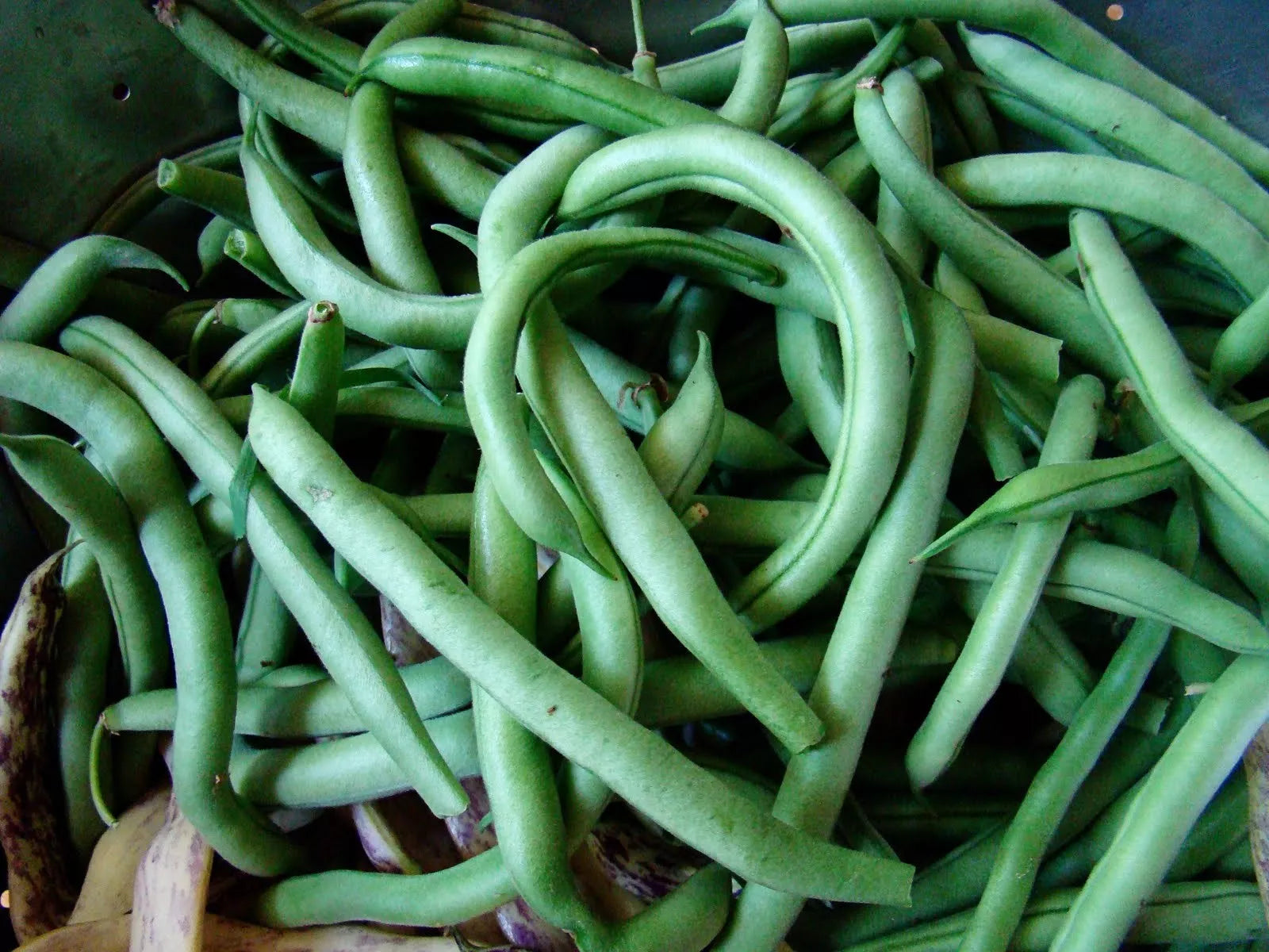 Blue Lake Bush 274 Green Bean Seeds - NON-GMO Heirloom Vegetable Seeds, Organic Gardening, High Yield