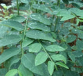 Katuk Cuttings - 8 Pack - Sauropus androgynus - Ideal for Food Forest and Permaculture Farming