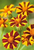 Marigold Seeds Court Jester Harlequin - 30 Non-GMO Seeds Tagetes patula