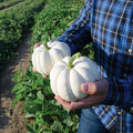 Small White Pumpkin Seeds, 20 Count, Casperita Variety, Non-GMO, Perfect for Planting and Decor
