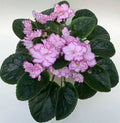 African Violet Leaf for Propagation - Light Pink Double Blooms - Ian Minuet - Saintpaulia ionantha