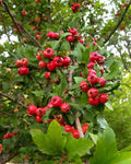Live 6" Mayhaw Fruit Trees - Heirloom Red Seedling (Crataegus aestivalis) - Perfect for Gardens and Orchards