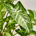 Syngonium Podophyllum White Butterfly Indoor Houseplant – Arrowhead Vine, Variegated Green & White, Easy Care, 4-Inch Pot