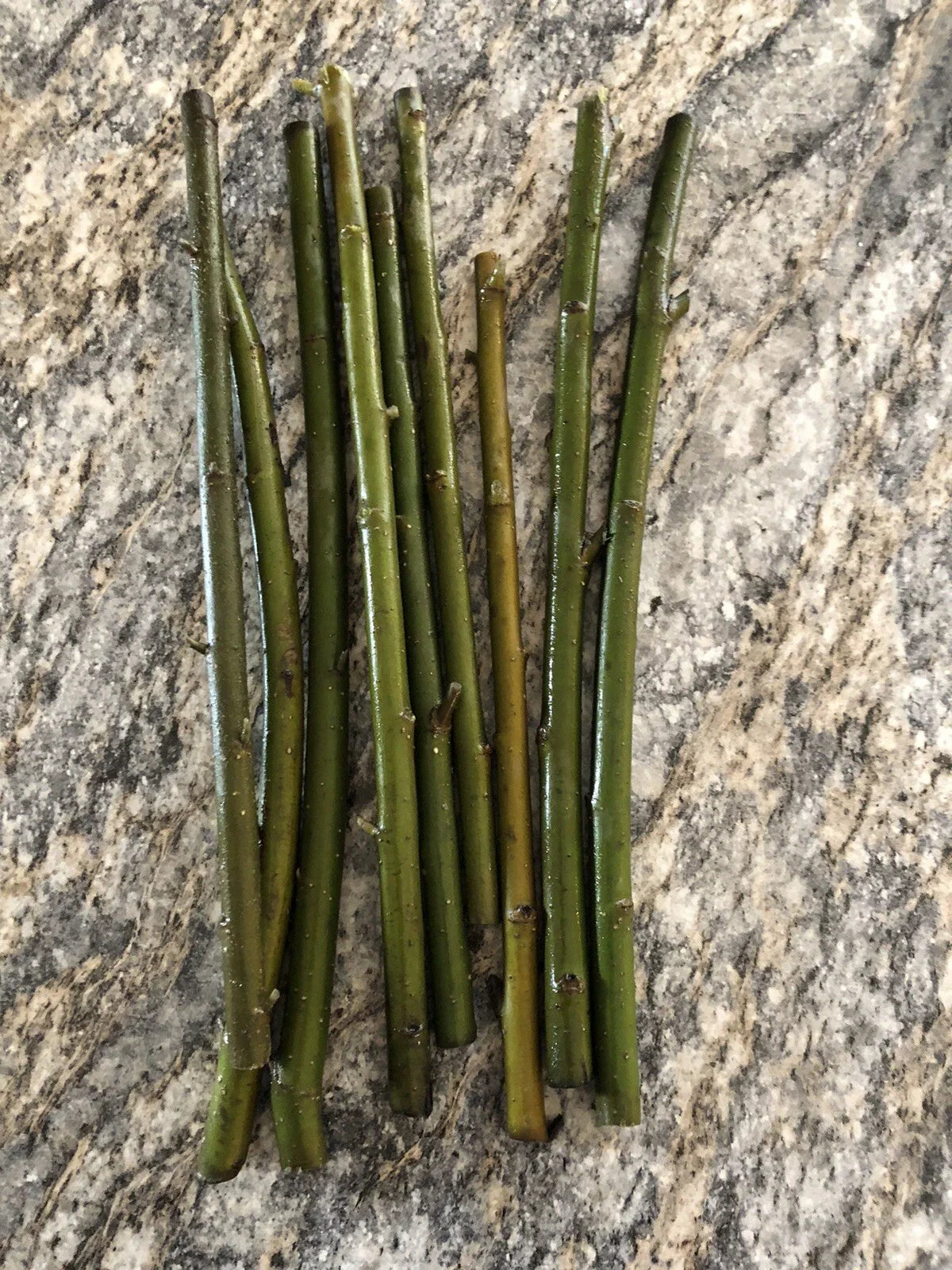 Austree Hybrid Willow Tree Cuttings - 10 Extremely Fast Growing Cuttings - Salix Matsudana x Salix Alba