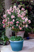 Rare Pale Pink Sugar Tip Double Rose of Sharon Hibiscus Cuttings - 6 Dipped Plant Cuttings (Hibiscus syriacus)
