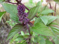 Thai Basil Seeds - Organic Culinary Herb, Ocimum basilicum var. thyrsiflora, Indoor & Outdoor Gardening, Aromatic, Non-GMO