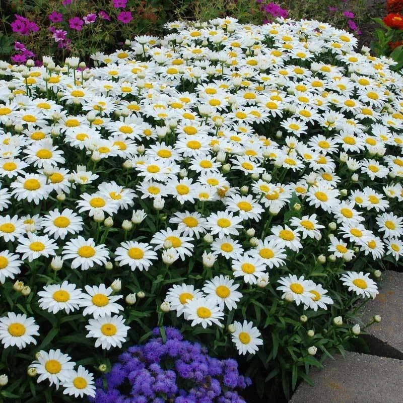 Dwarf Daisy Seeds 100 Pack Leucanthemum paludosum Perennial Flower Seeds for Garden Borders & Containers