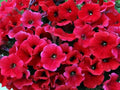 Petunia Seeds - 50 Bright Red Seeds for Containers, Hanging Baskets, and Windows - Petunia x hybrida