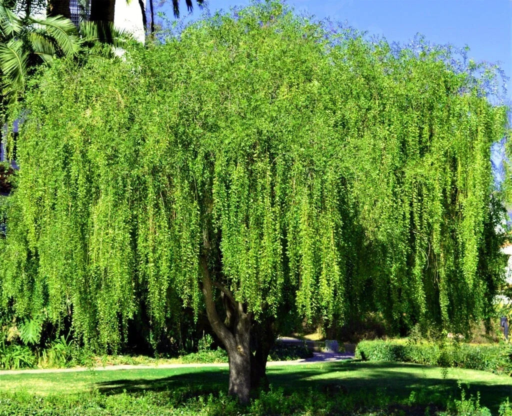 Weeping Green Shower Tree Seeds - Maytenus boaria, Cascading Branches, Rare Willow-Like Variety, Garden & Landscape Plant Pack