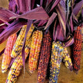 Seneca Red Stalker Ornamental Corn Seeds | Purple Red Husk Dent Indian Seed 2025