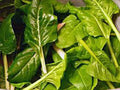 Swiss Chard Seeds, Heirloom Perpetual Spinach, 500+ Non-GMO Seeds, Organic Gardening, Vegetable Garden