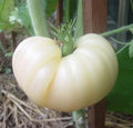 Great White Tomato Seeds - 120+ Heirloom Organic Non-GMO Beefsteak Variety - Rare Tomato Seeds