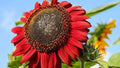Red Sunflower Seeds - 50+ Non-GMO Heirloom Seeds - Beautiful Red Blooms - Helianthus annuus