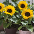 Dwarf Sunflower Seeds - Compact Helianthus annuus, Non-GMO, Full Sun, Perfect for Containers & Small Gardens