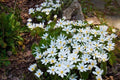 Bloodroot Bare Root Plants, Sanguinaria canadensis, Spring Blooming Perennial Wildflower, Woodland Garden, 3 Pack
