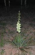 Yucca Bare Root Plant 15-Inch Adam's Needle Yucca (Yucca filamentosa) Drought-Tolerant Perennial for Gardens
