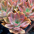 Rare Graptoveria Dusty Succulent 3-Inch Live Plant - Fred Ives' Hybrid (Graptopetalum paraguayense × Echeveria gibbiflora)