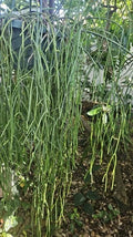 Rhipsalis Cassutha Cuttings - 5 Pack - Selby Botanical Gardens - Epiphytic Cactus - Easy to Root - Tropical Plant