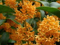 Apricot Echo Fragrant Tea Olive Starter Plant - Osmanthus fragrans - Rooted Live Shrub for Garden or Container